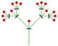 Dichasium