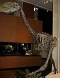 Cast of Dromornis stirtoni, a mihirung, from Australia.