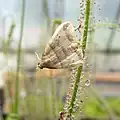 Dark-banded Owlet moth (Phalaenophana pyramusalis) trapped by Drosera filiformis