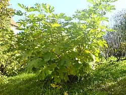 Habit