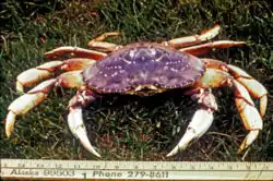 A crab in the grass, alongside a ruler, exhibiting a purple body and five pairs of yellow legs.
