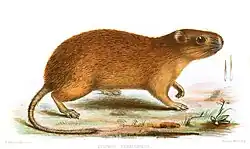 Medomys hispidus