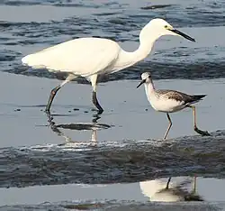 A little egret and a greenshank (Tringa nebularia) in Nagoya, Japan