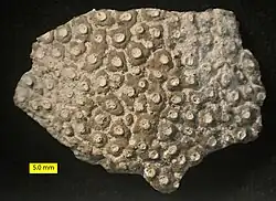 Entobia from the Prairie Bluff Chalk Formation (Upper Cretaceous). Preserved as a cast of the excavations.