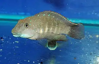 Eretmodini (E): Eretmodus cyanostictus lives near the bottom in the turbulent, coastal surf zone,[53] like other members of its tribe[51]