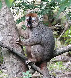Gray and brown lemur