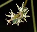 Euphorbia tridentata (cyathium)