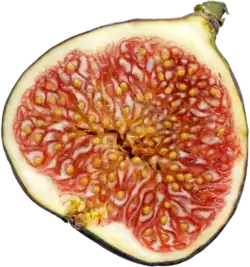 Fig (syconium), vertical section, showing many small fruits facing inwards