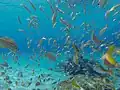 Underwater
