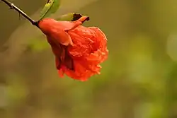 Pomegranate flower