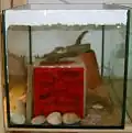 Ant farm