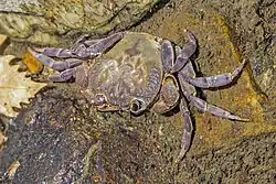 Among many species of freshwater crab, Potamon potamios lives in or near rivers.