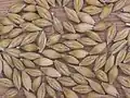 Barley