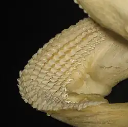 Teeth