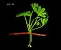 Extinct G.&nbsp;apodes[54]
