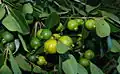 Yellow-fruited cherry guava, (sometimes called lemon guava) Psidium littorale var. littorale