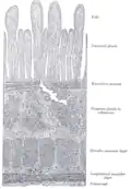 Section of duodenum of cat