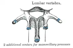 Ossification of lumbar vertebrae