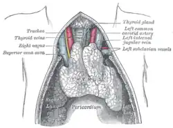 A juvenile thymus shrinks with age.