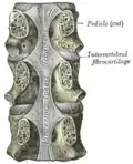 Posterior longitudinal ligament, in the thoracic region