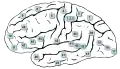 Lateral surface (The frontal pole is approximately at 10, the occipital pole is approximately at 17, and the temporal pole is approximately at 38.)