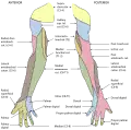 Diagram of segmental distribution of the cutaneous nerves of the right upper extremity