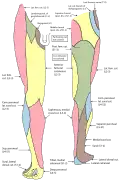 Lower limb