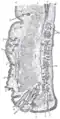 Sagittal section through the upper eyelid