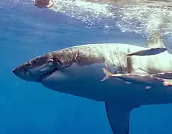 Shark with scares around mouth