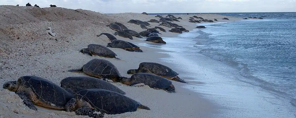 Sea turtles basking
