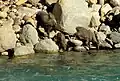 Himalayan tahrs (male, kid and female) drinking from the Bhagirathi River near Uttarkashi, India