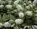 Veronica albicans (heterothetic compound raceme)
