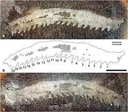Helenodora inopinata, a stem-group onychophoran known from Illinois