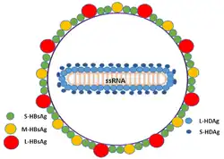 Diagram of the virion of hepatitis D virus
