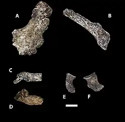(A,B)&nbsp;ilium, (C,D)&nbsp;adolescent sacrum, (E,F)&nbsp;ischium