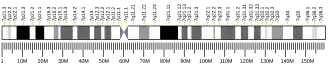 Chromosome 7 (human)