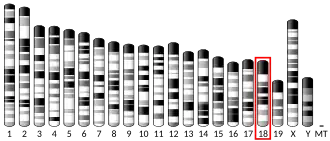 Chromosome 18 (mouse)