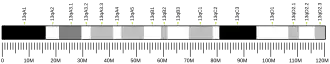 Chromosome 13 (mouse)