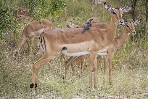 Impala have a symbiotic relationship with oxpeckers
