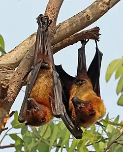 In Jamtra, Madhya Pradesh, India