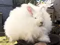 Fluffy white rabbit