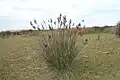 Juncus - emergent