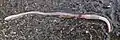 Worms are cheap and effective bait to use for trout and most types of fish.
