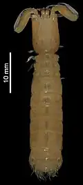 Kasim philippinensis, museum specimen