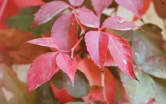 Fall color