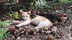 Kittens lying close together for warmth and security