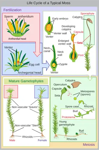 Moss life cycle
