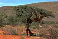 Baboons caught up a tree by Kalahari lions (3 of 3)