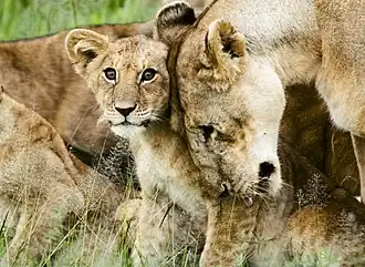 Head rubbing among pride members is a common social behaviour.