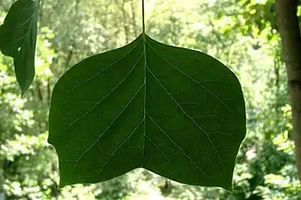 Leaf of cultivar "Integrifolium"